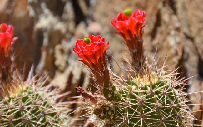 Scarlet Hedgehog Cactus blooms from March to June. This is a native perennial cactus that grows up to 16 inches or so. Echinocereus coccineus Scarlet Hedgehog Cactus blooms from March to June. This is a native perennial cactus that grows up to 16 inches or so. Echinocereus coccineus